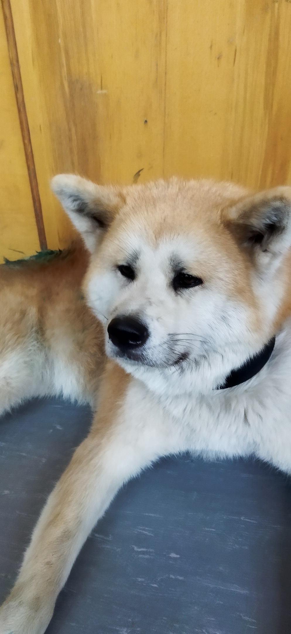 Найдена собака в Архангельске — фото объявления