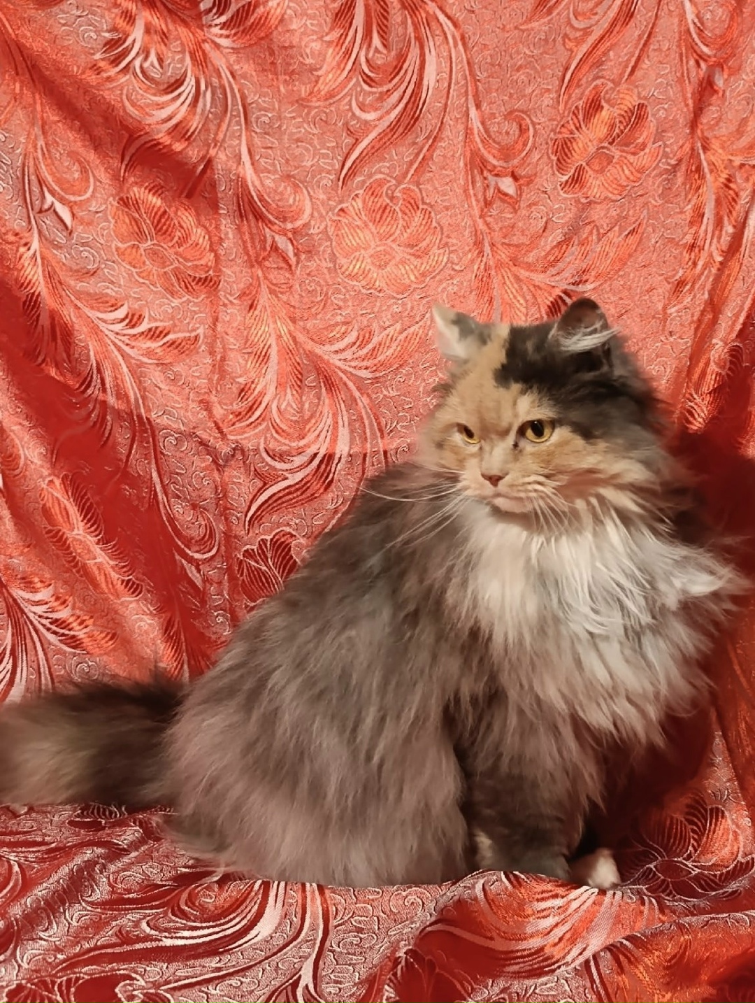 Найдена кошка в Архангельске — фото объявления