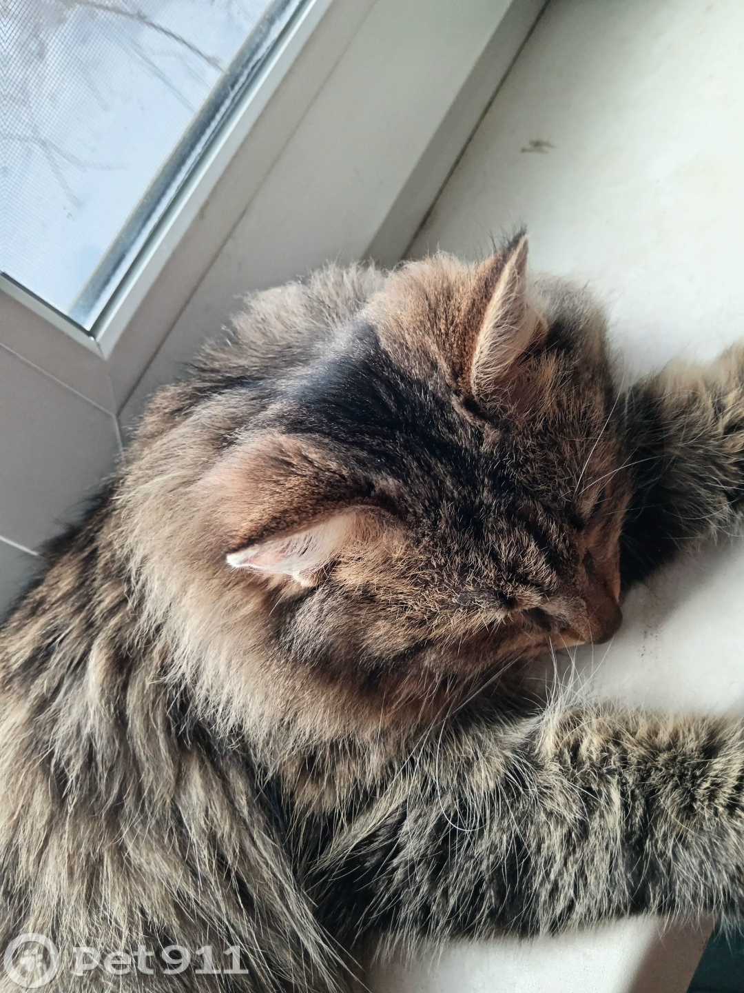 Пропала кошка в Архангельске — фото объявления