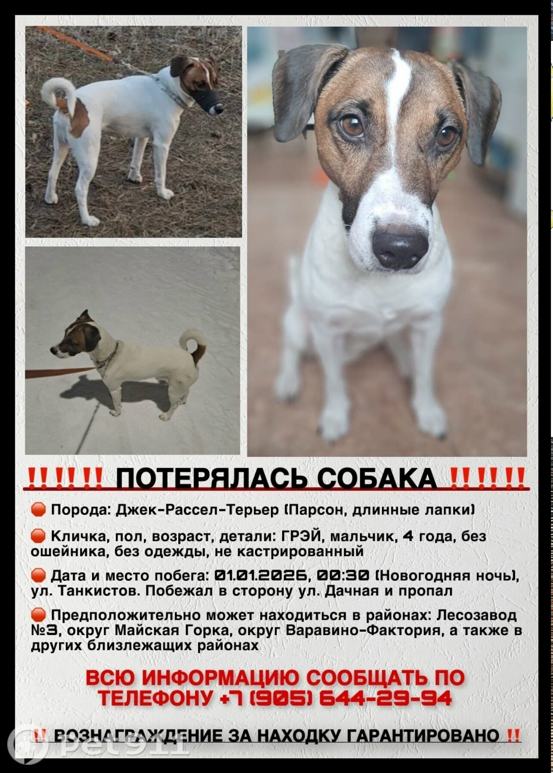 Пропала собака в Архангельске — фото объявления