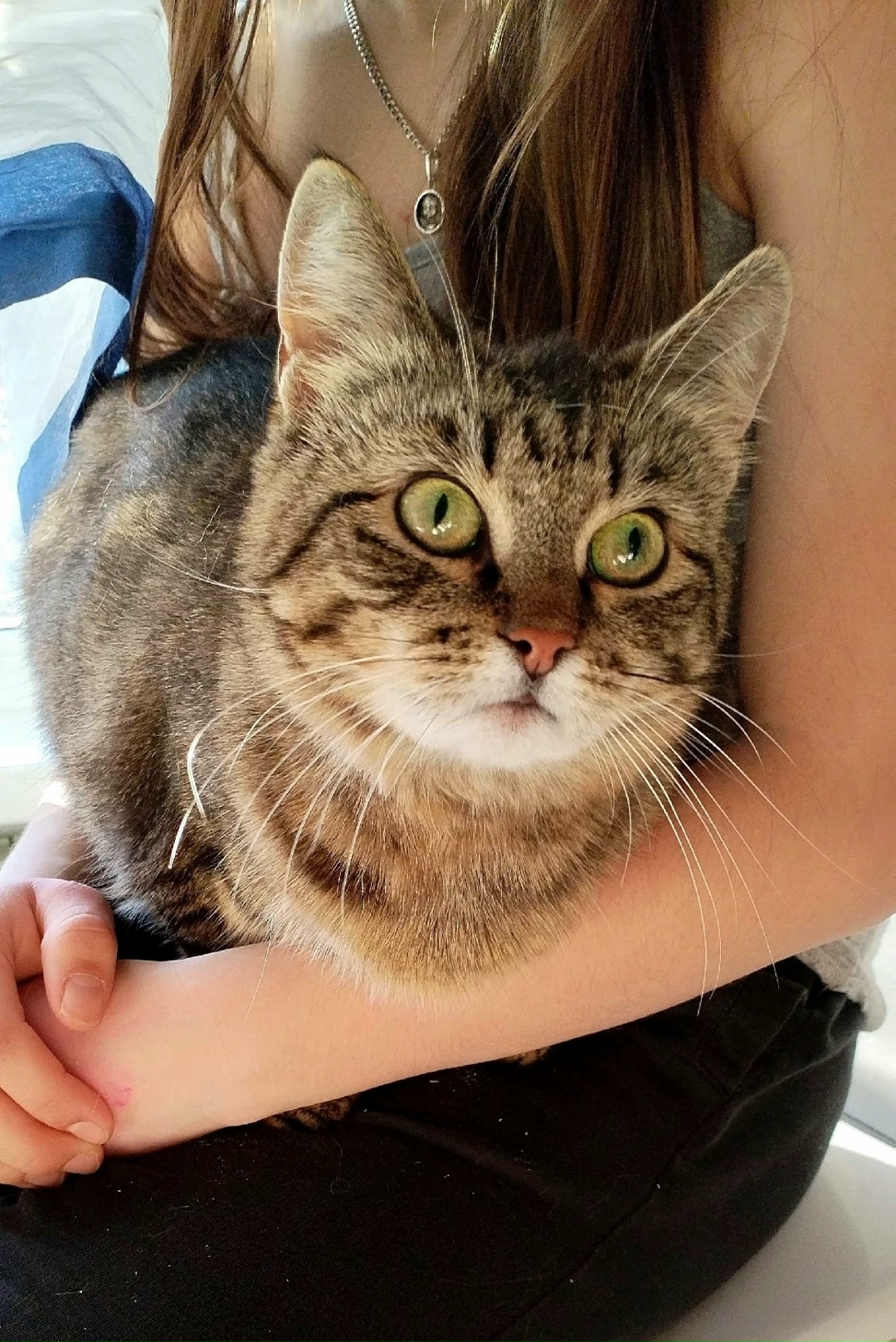 Найдена собака в Архангельске — фото объявления