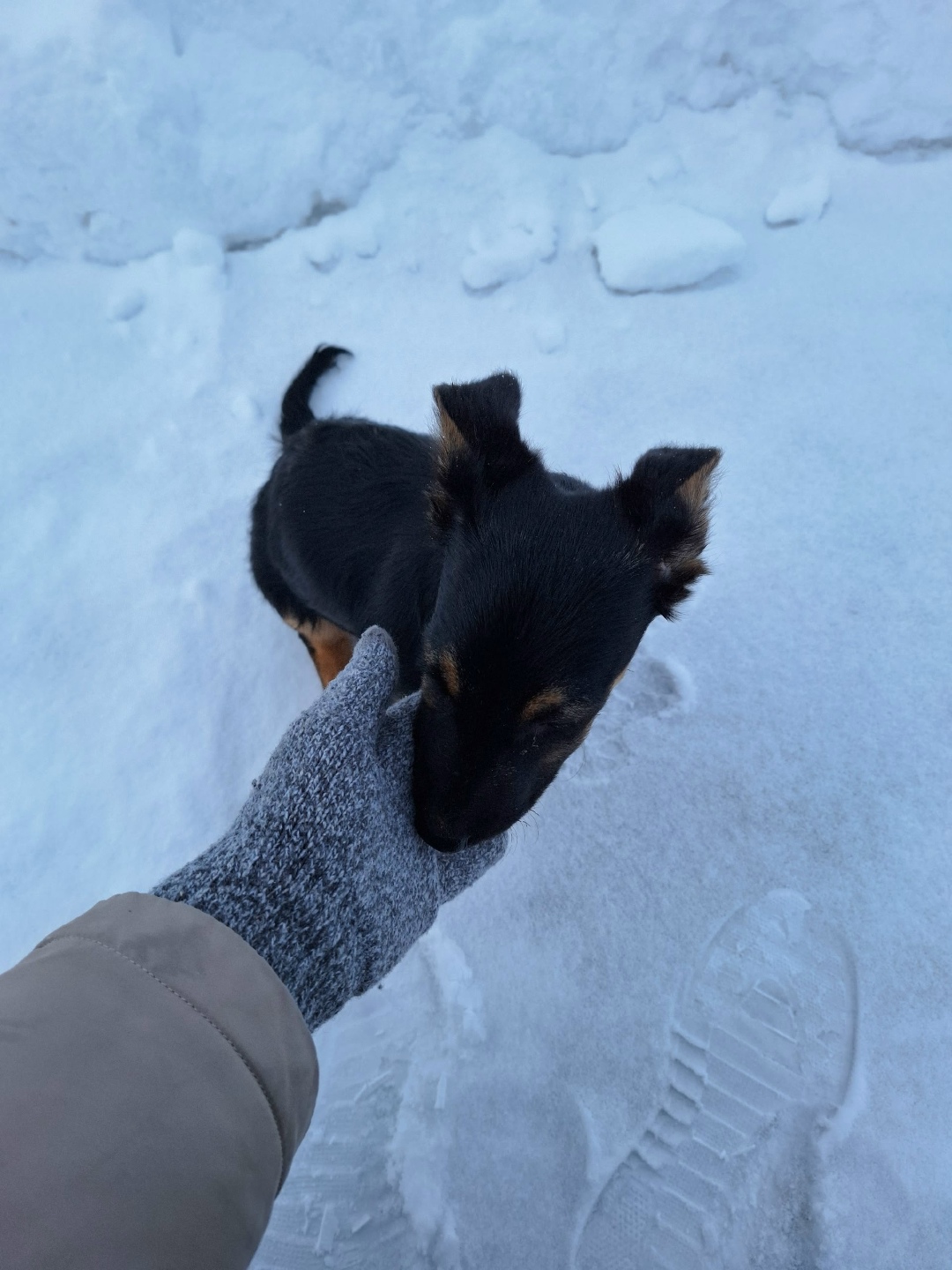 Найдена собака в Архангельске — фото объявления