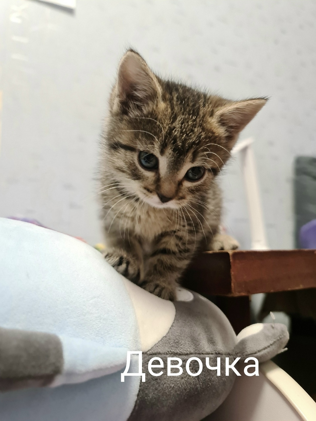 Пропала кошка в Архангельске — фото объявления