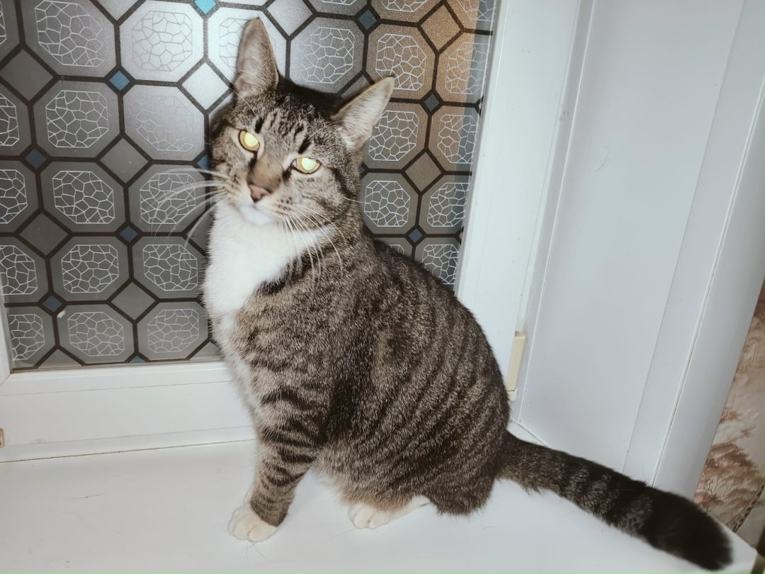 Пропала кошка в Архангельске — фото объявления