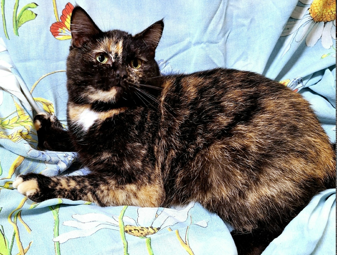 Найдена собака в Архангельске — фото объявления