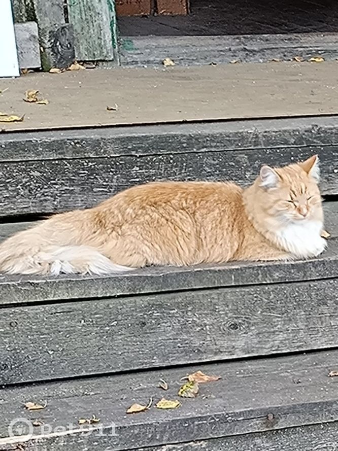 Пропала кошка в Архангельске — фото объявления