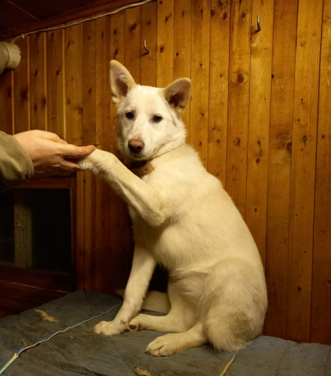 Найдена собака в Архангельске — фото объявления