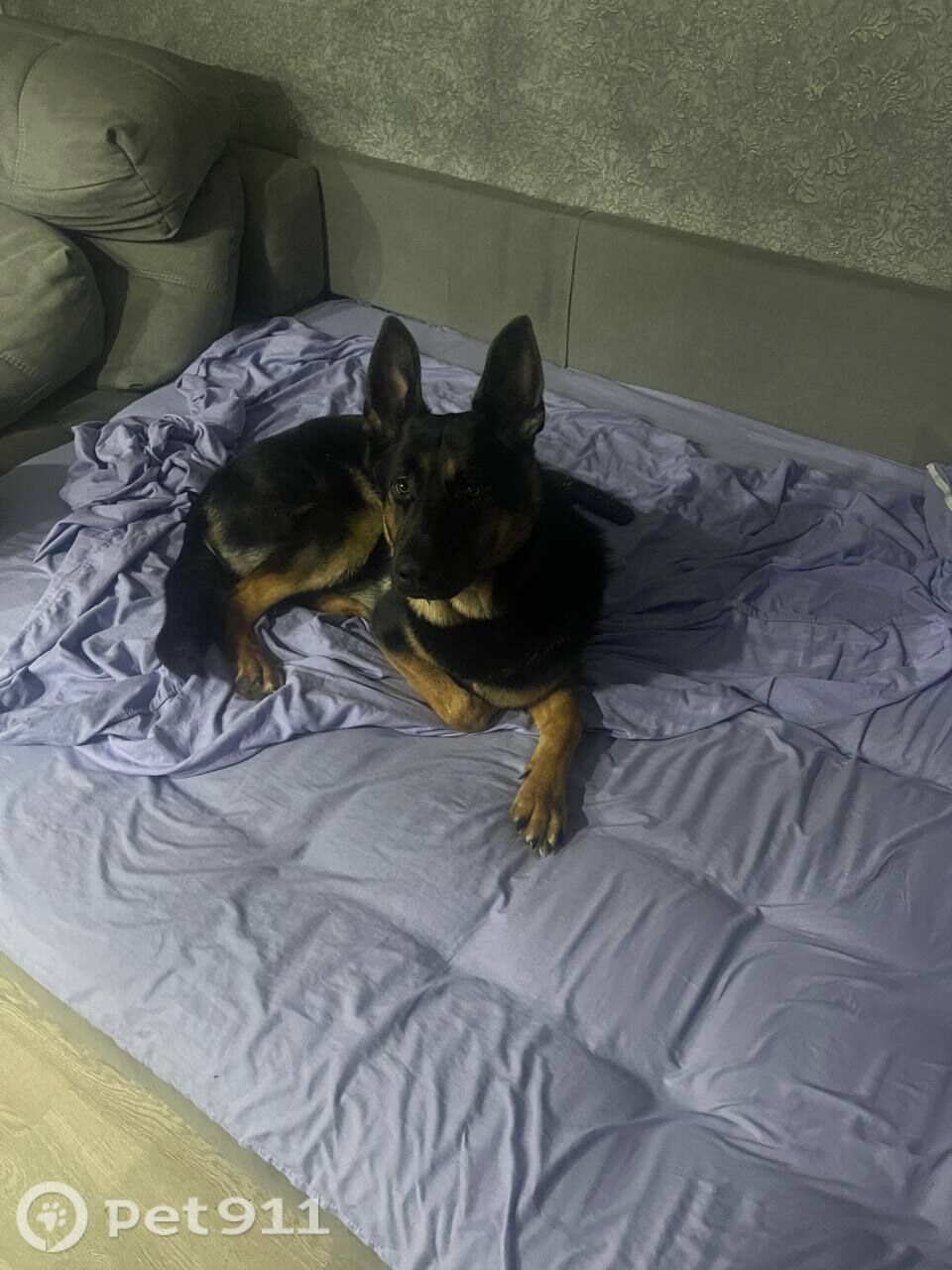 Пропала собака в Архангельске — фото объявления