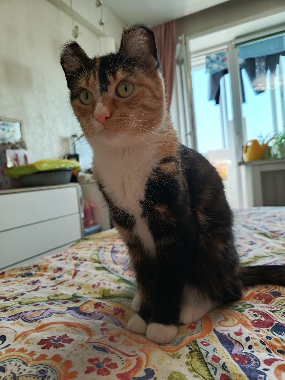 Найдена собака в Архангельске — фото объявления