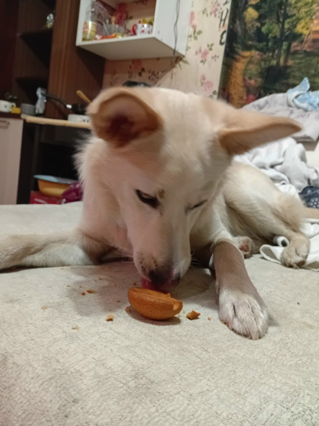 Найдена собака в Архангельске — фото объявления