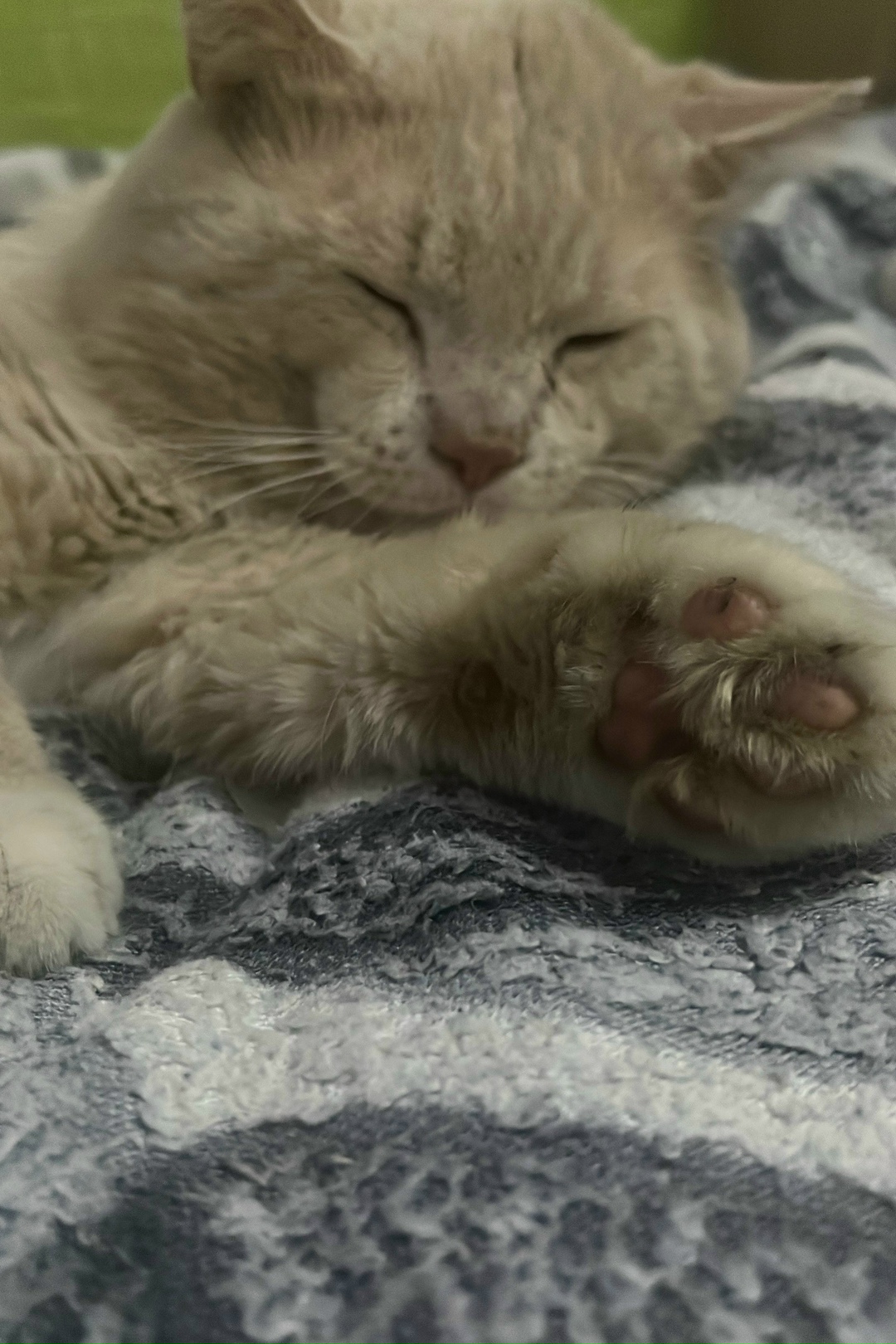 Пропала кошка в Архангельске — фото объявления