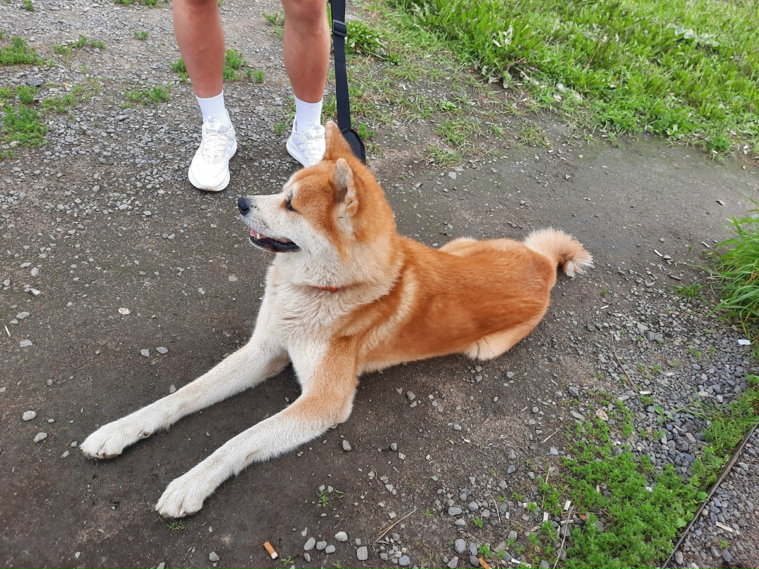 Найдена собака в Архангельске — фото объявления