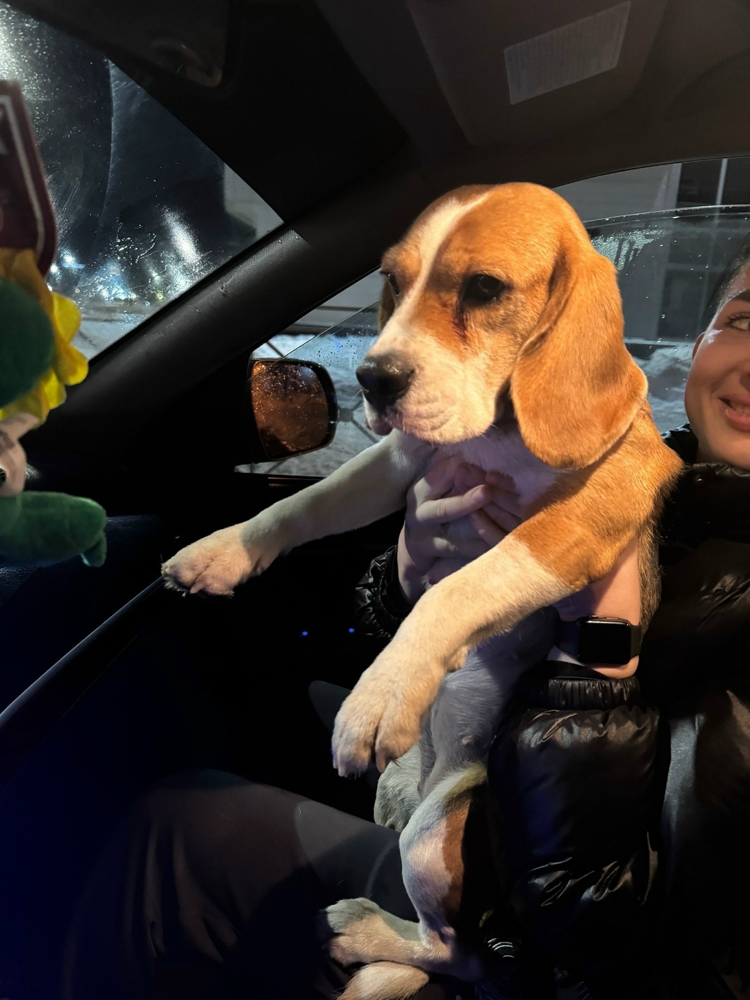 Найдена собака в Архангельске — фото объявления