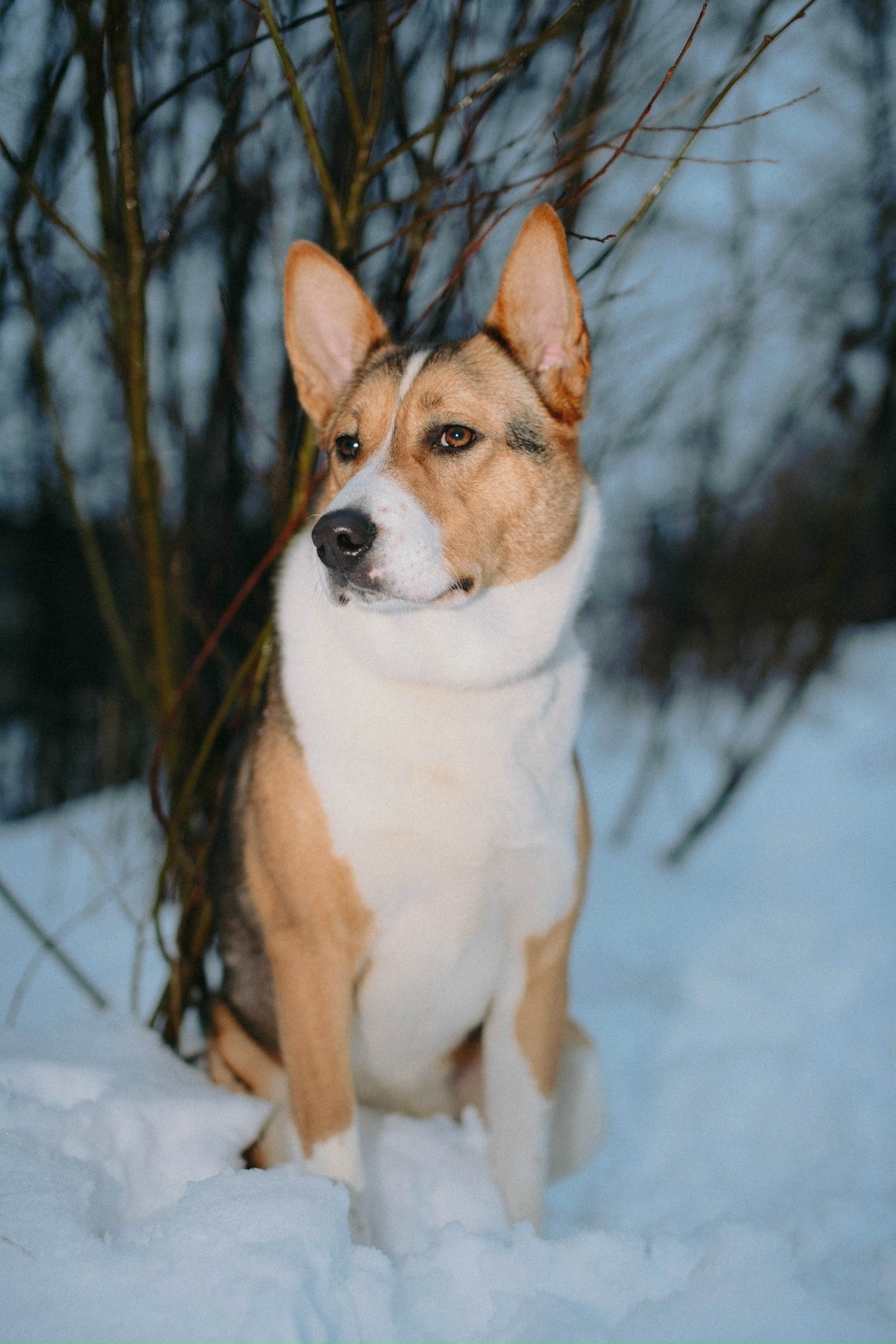 Найдена собака в Архангельске — фото объявления