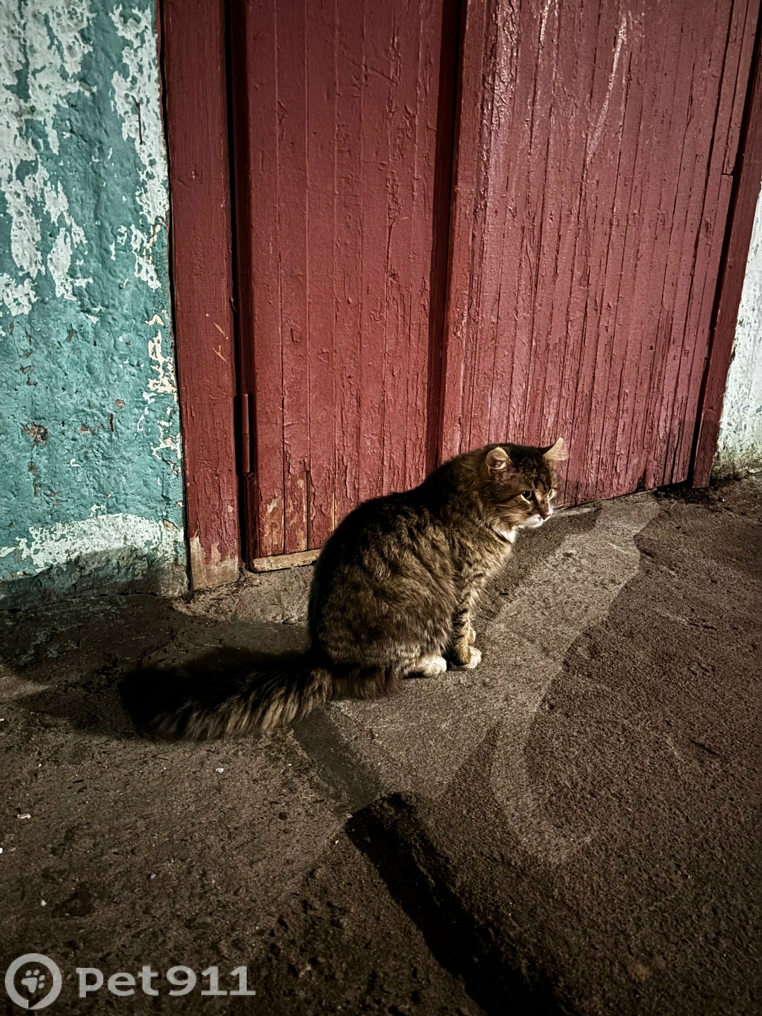 Найдена кошка в Архангельске — фото объявления