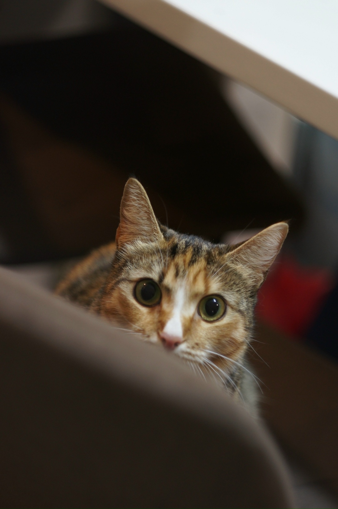 Пропала кошка в Архангельске — фото объявления