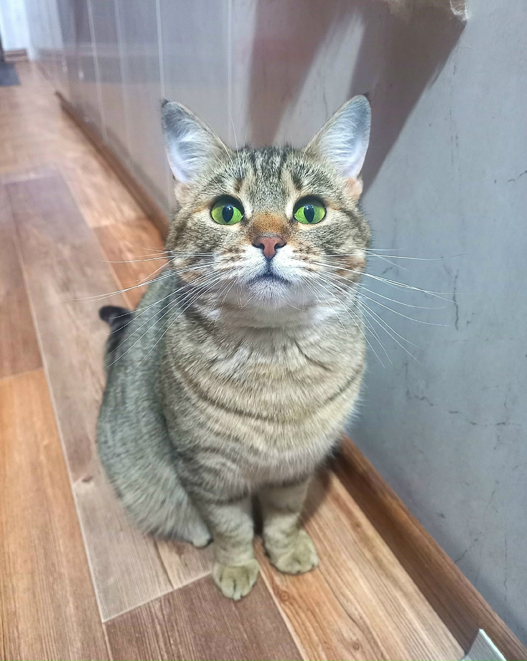 Пропала кошка в Архангельске — фото объявления