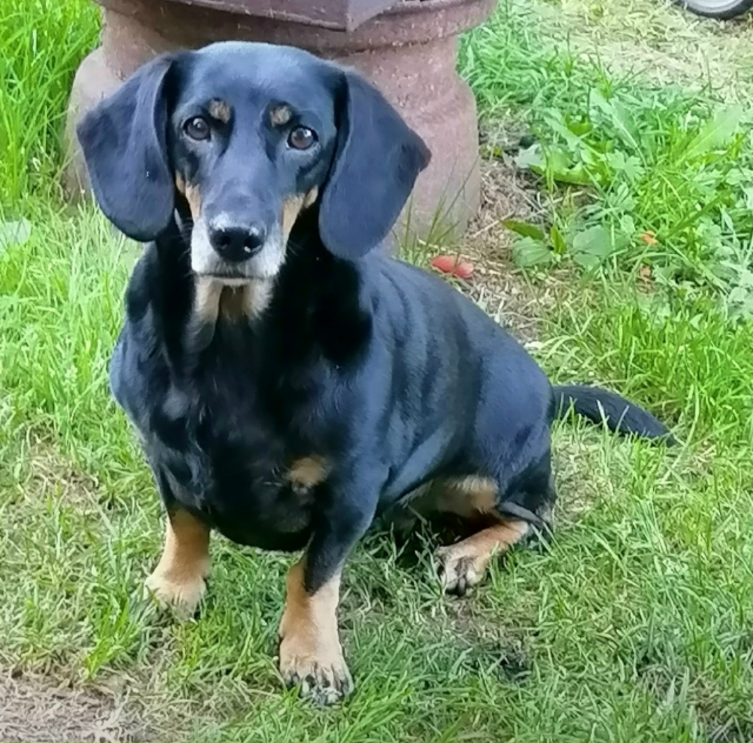 Пропала собака в Архангельске — фото объявления