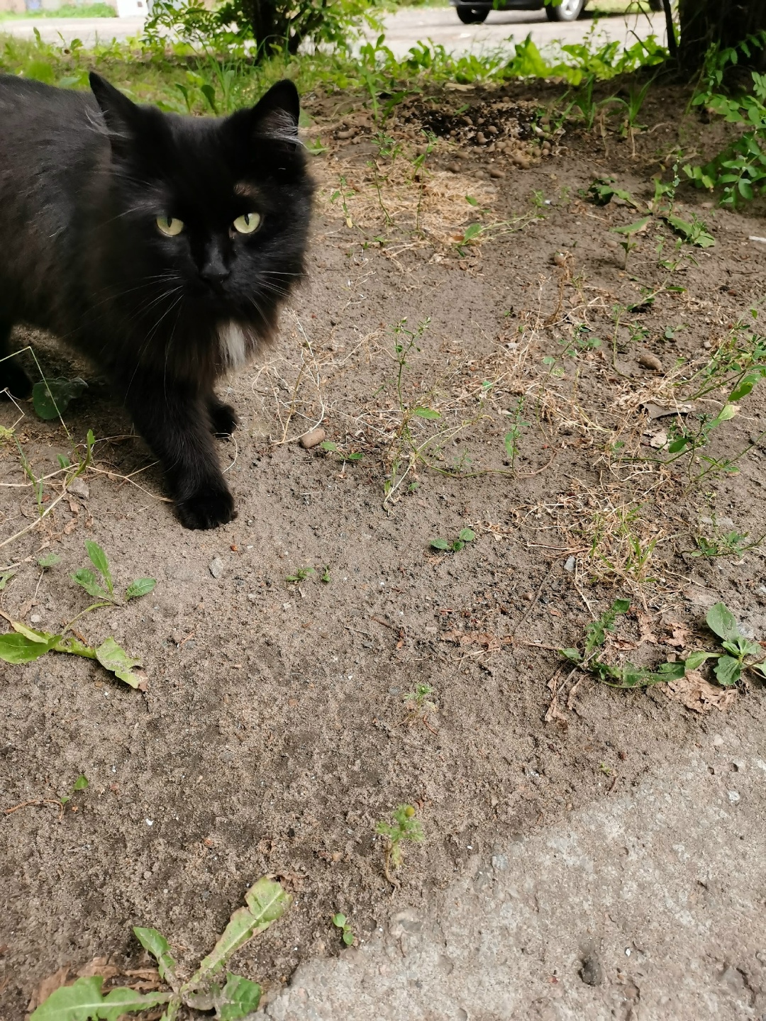 Найдена собака в Архангельске — фото объявления