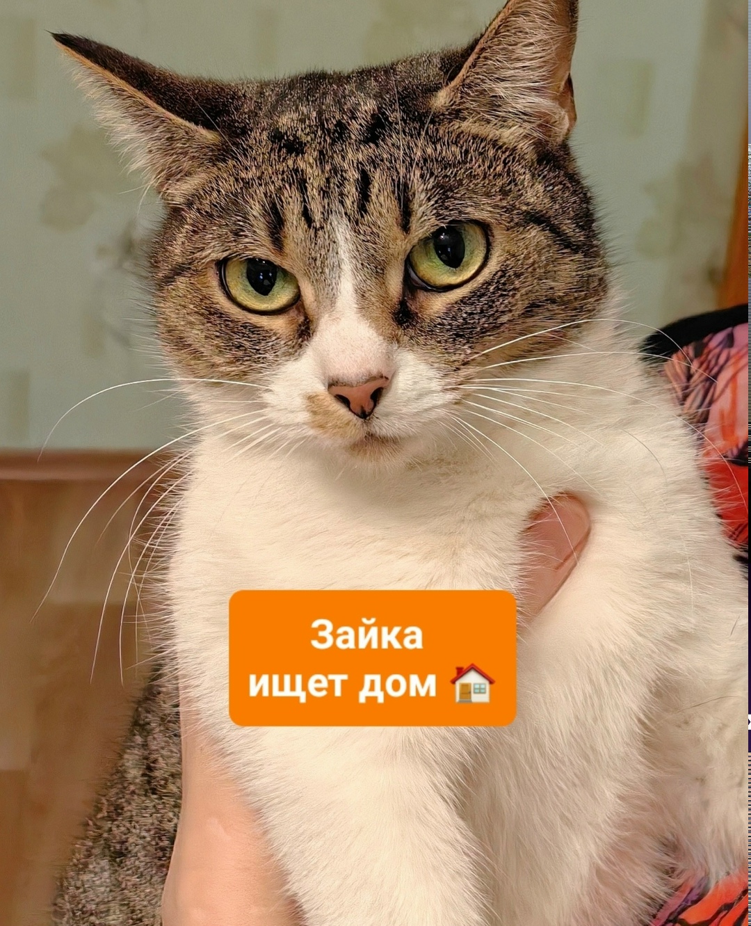 Найдена кошка в Архангельске — фото объявления