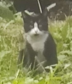 Найдена собака в Архангельске — фото объявления