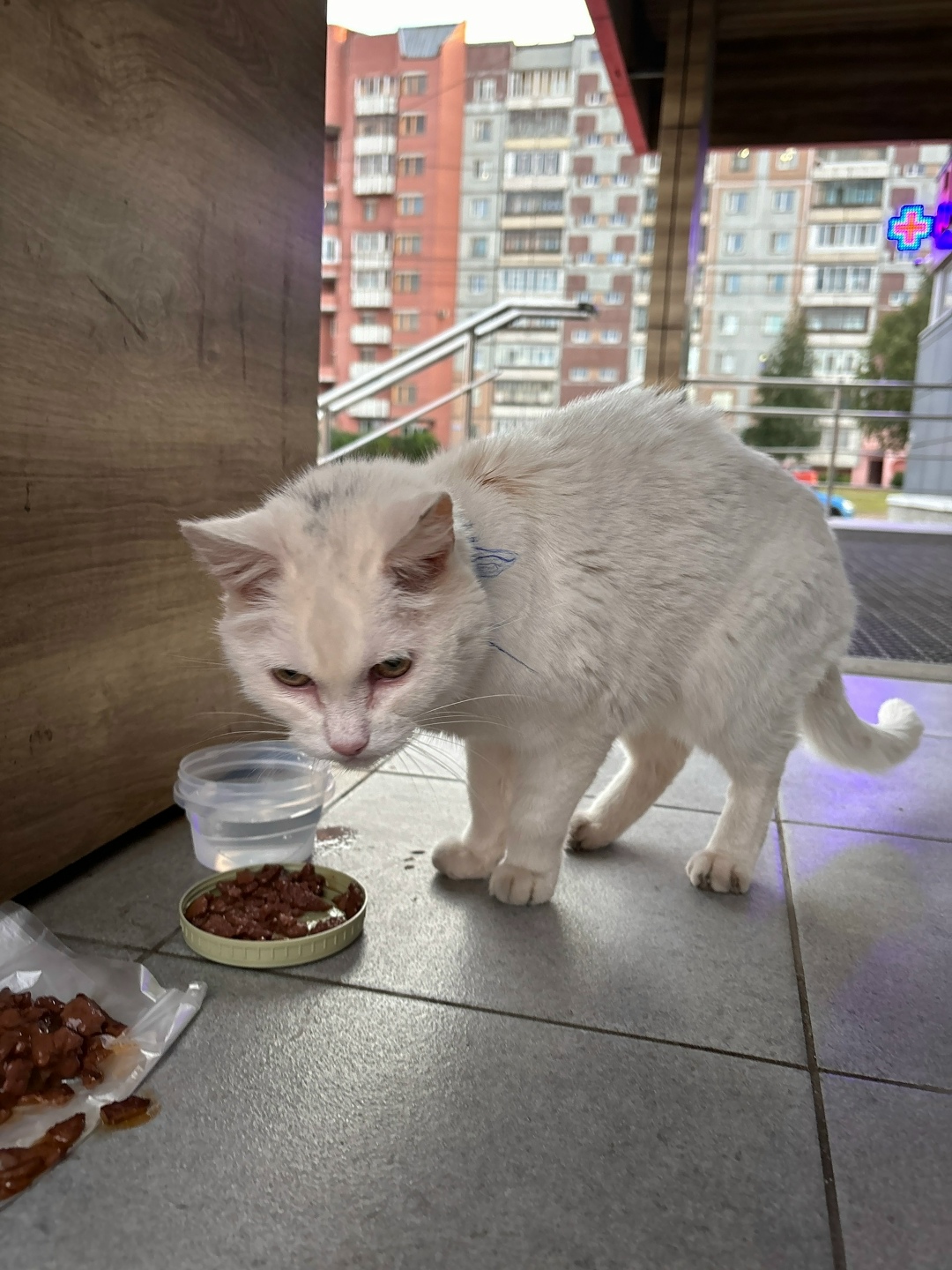 Найдена собака в Архангельске — фото объявления