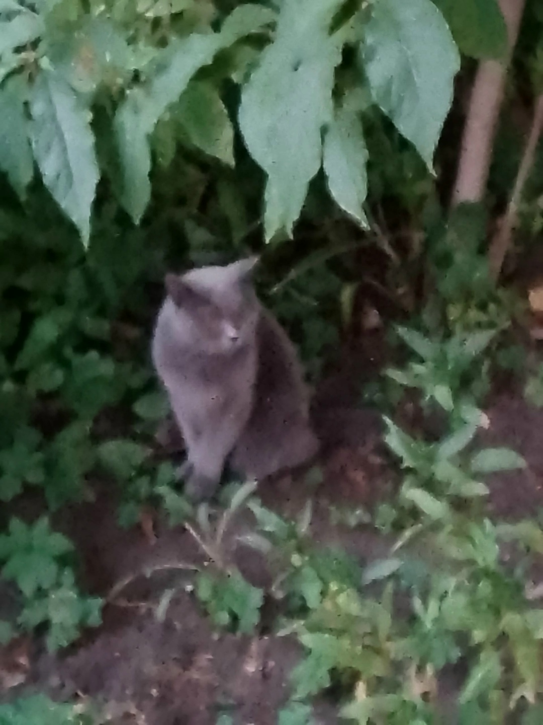 Найдена собака в Архангельске — фото объявления