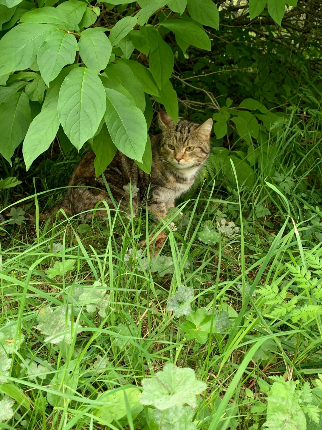 Найдена собака в Архангельске — фото объявления