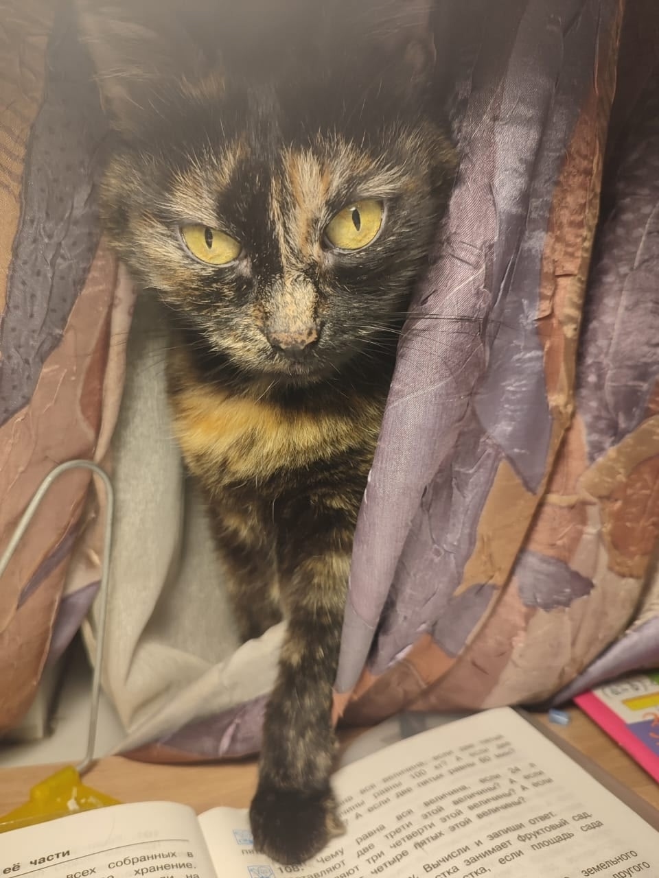 Найдена собака в Архангельске — фото объявления