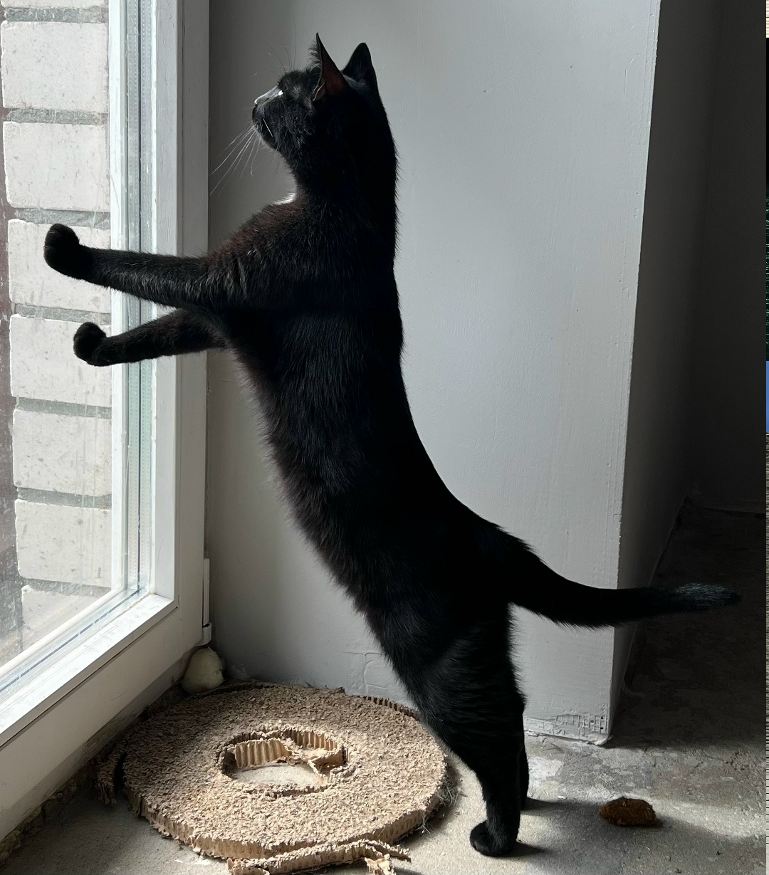 Найдена собака в Архангельске — фото объявления