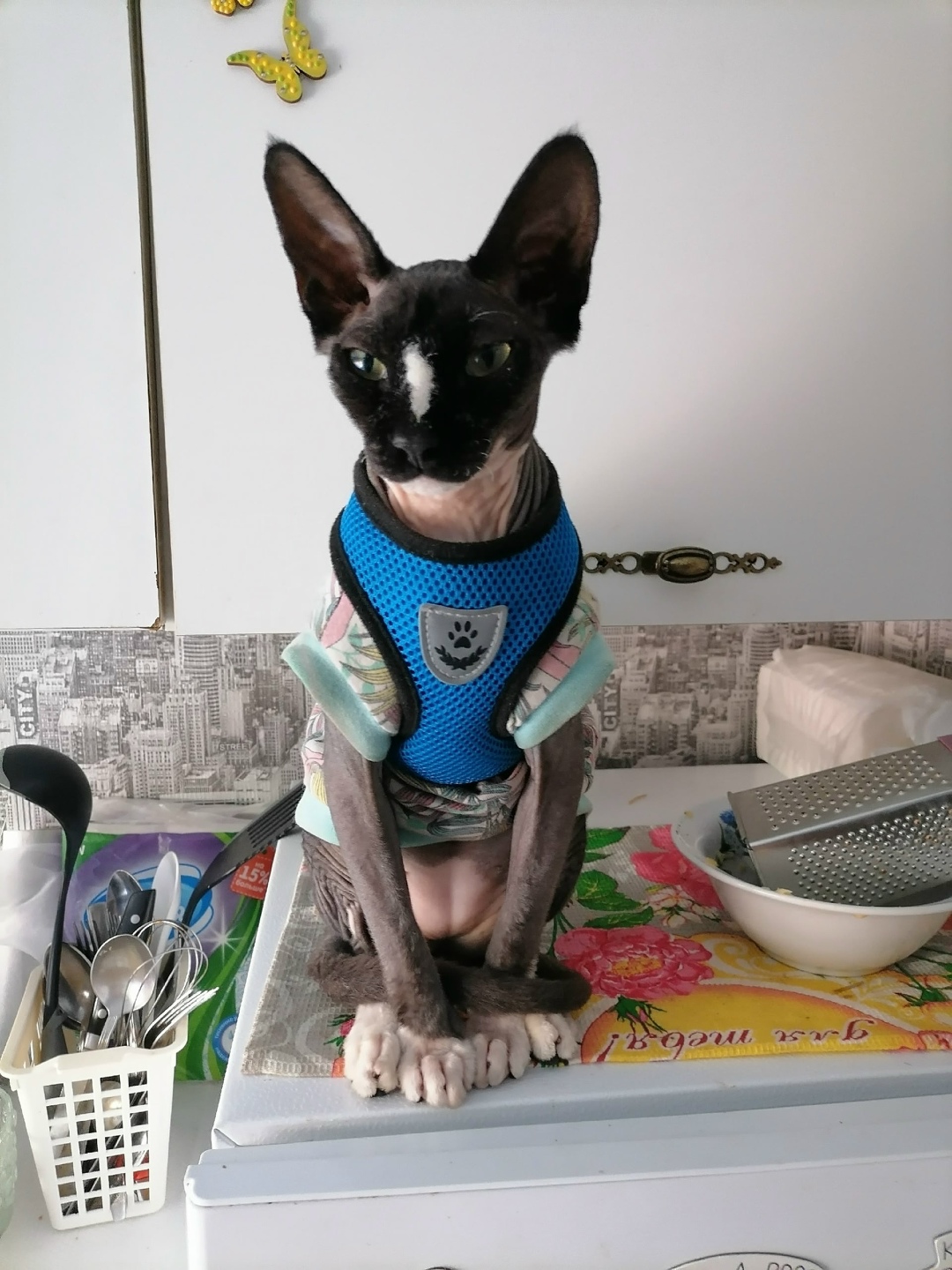 Найдена собака в Архангельске — фото объявления