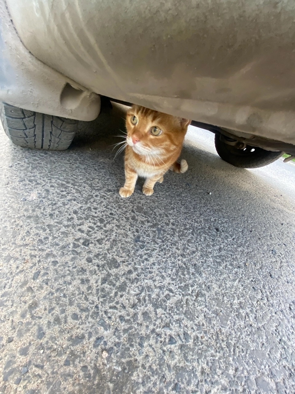 Найдена собака в Архангельске — фото объявления