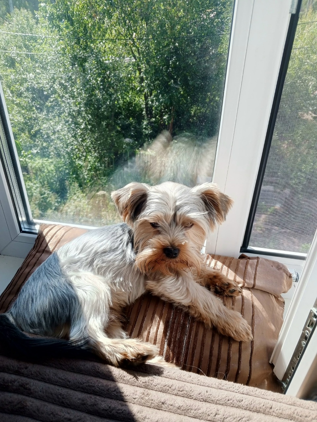 Найдена собака в Архангельске — фото объявления