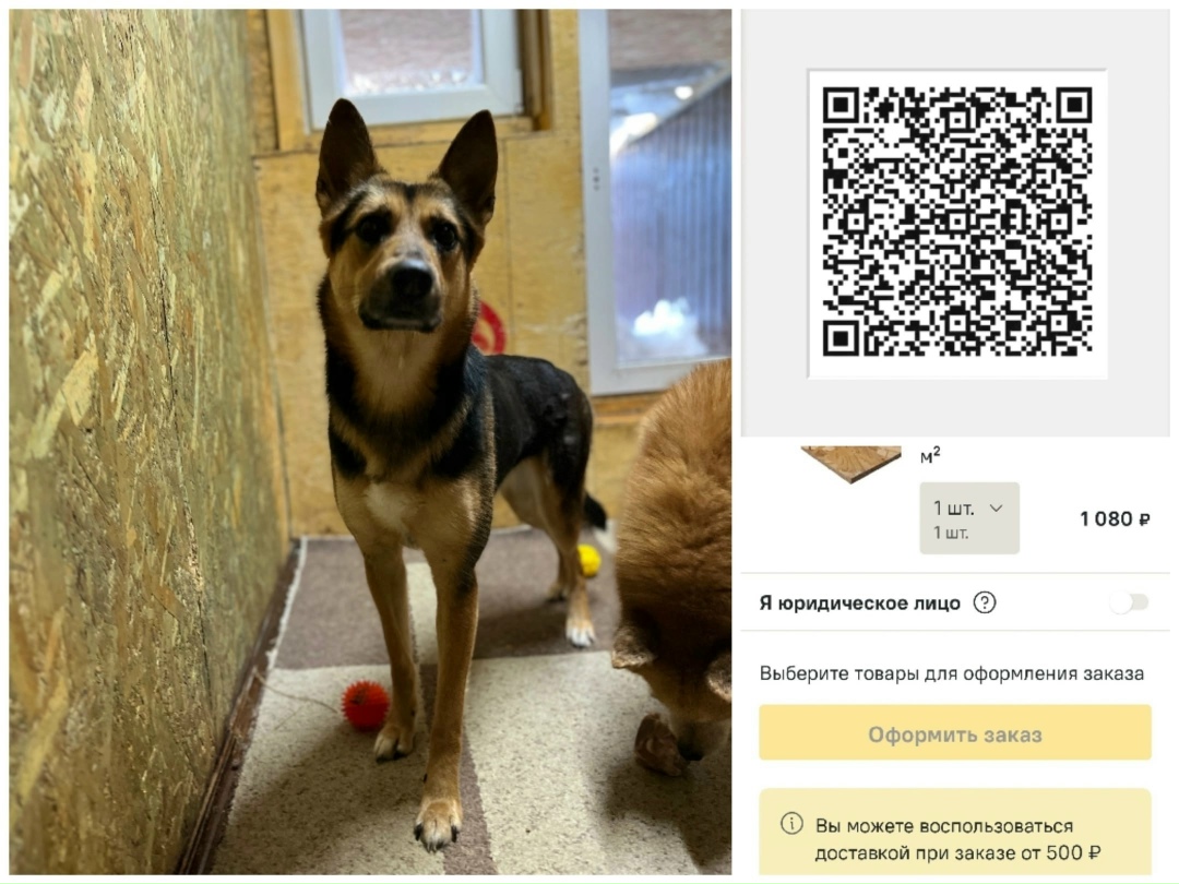 Пропала собака в Архангельске — фото объявления