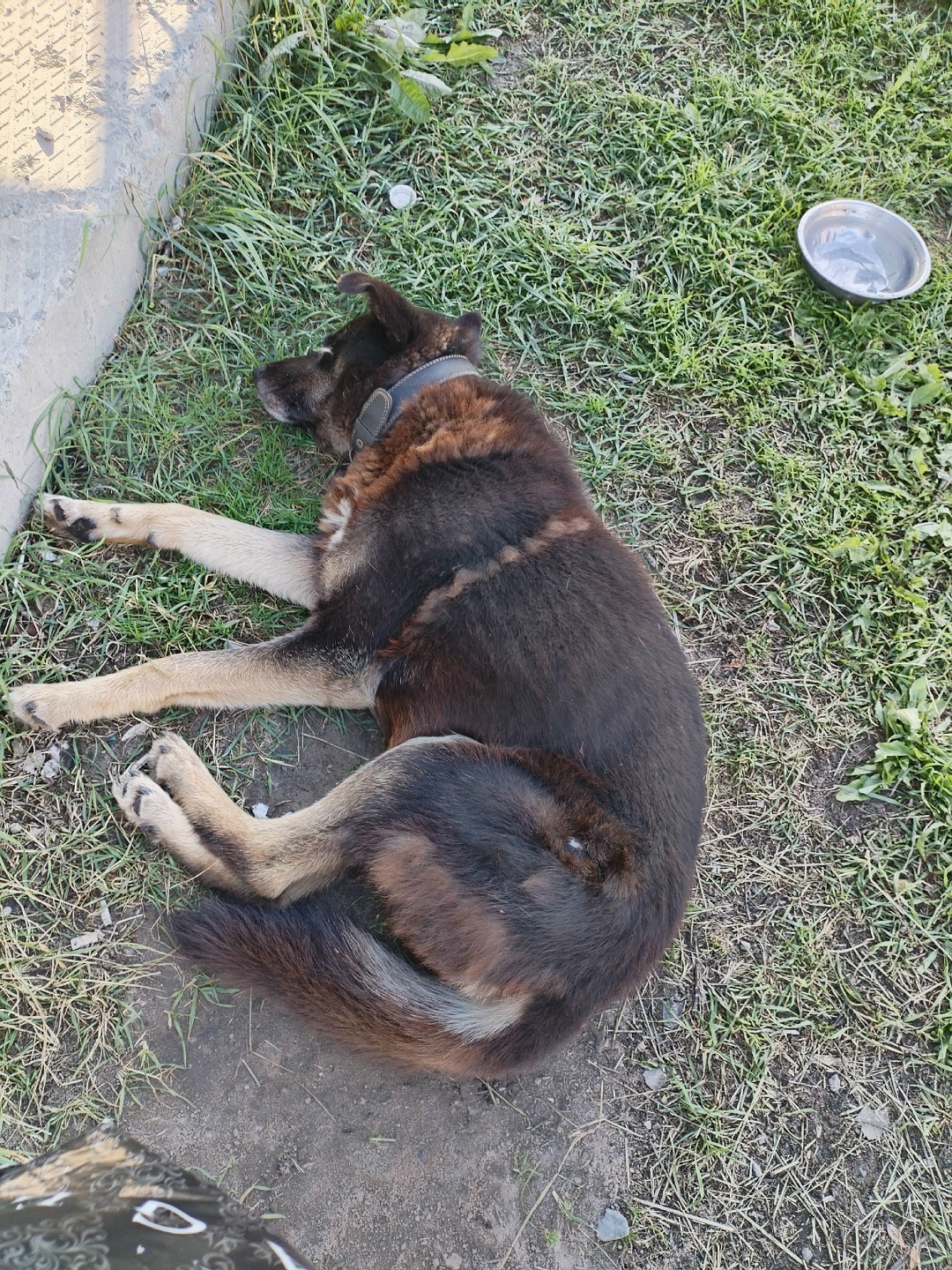 Найдена собака в Архангельске — фото объявления