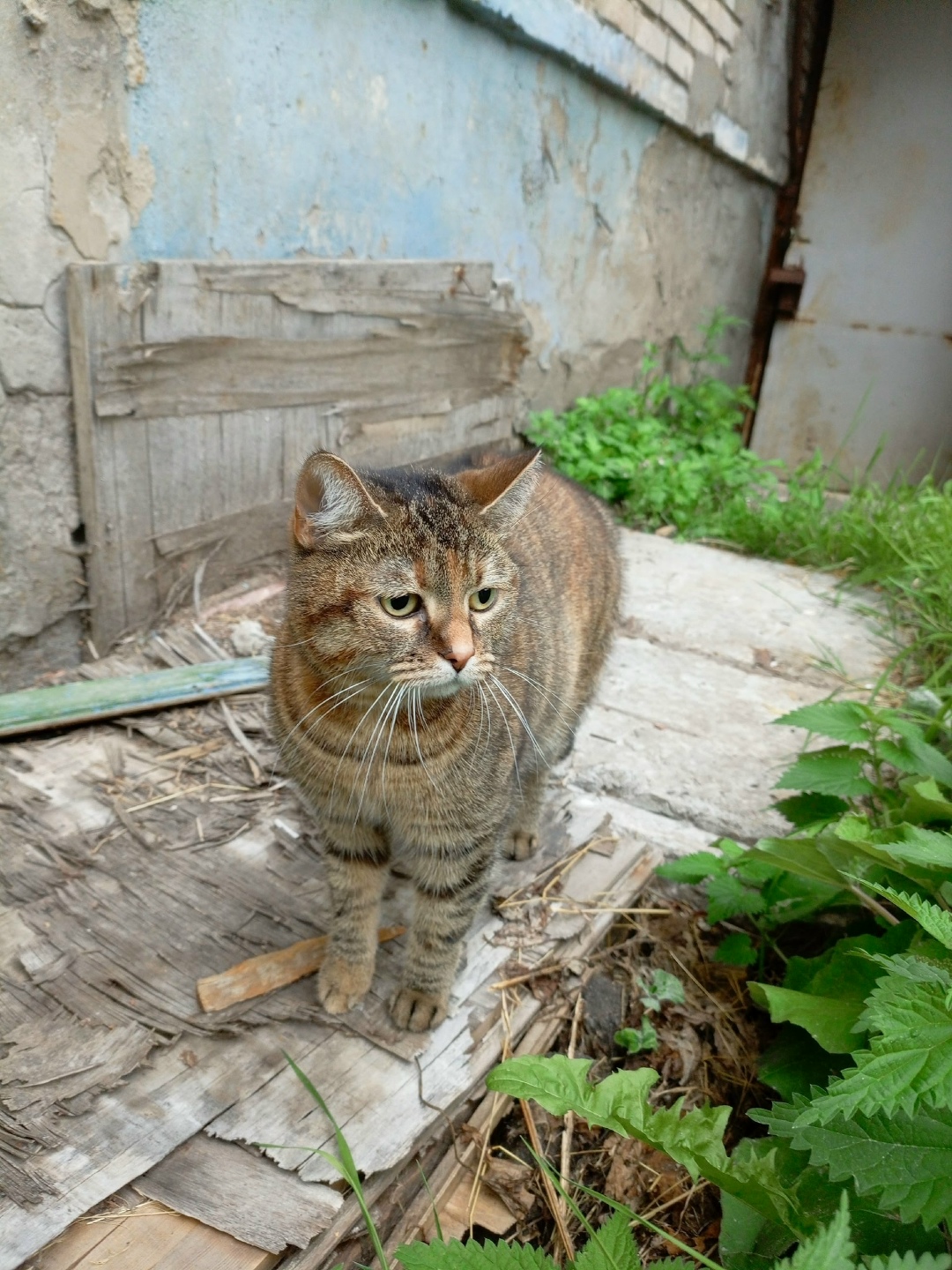 Найдена собака в Архангельске — фото объявления