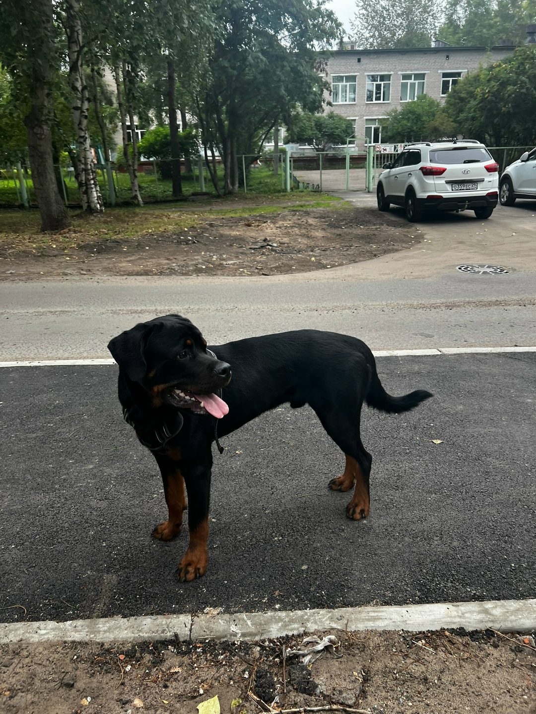 Найдена собака в Архангельске — фото объявления
