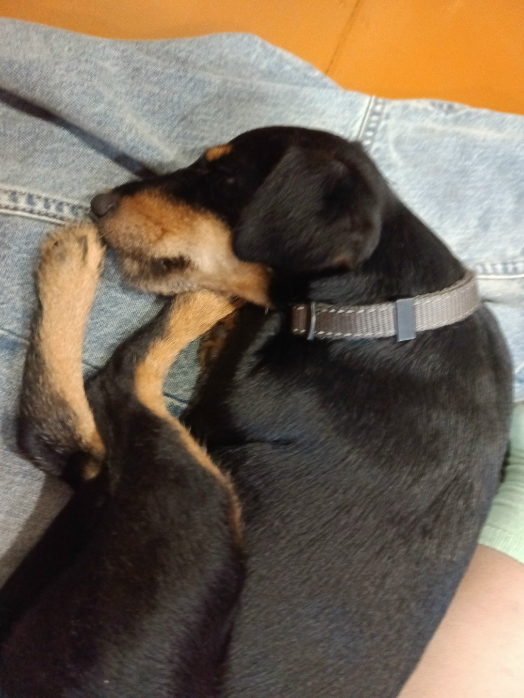 Найдена собака в Архангельске — фото объявления