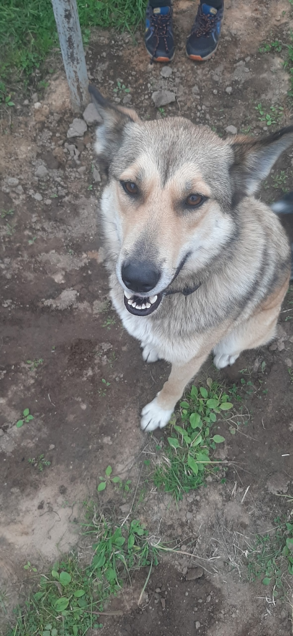 Найдена собака в Архангельске — фото объявления