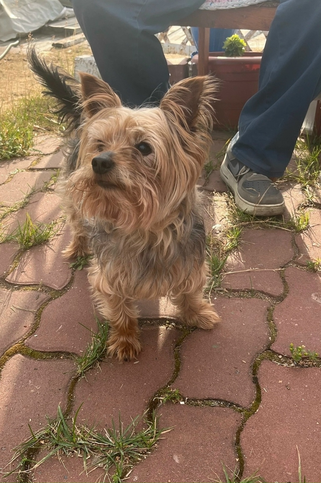 Найдена собака в Архангельске — фото объявления