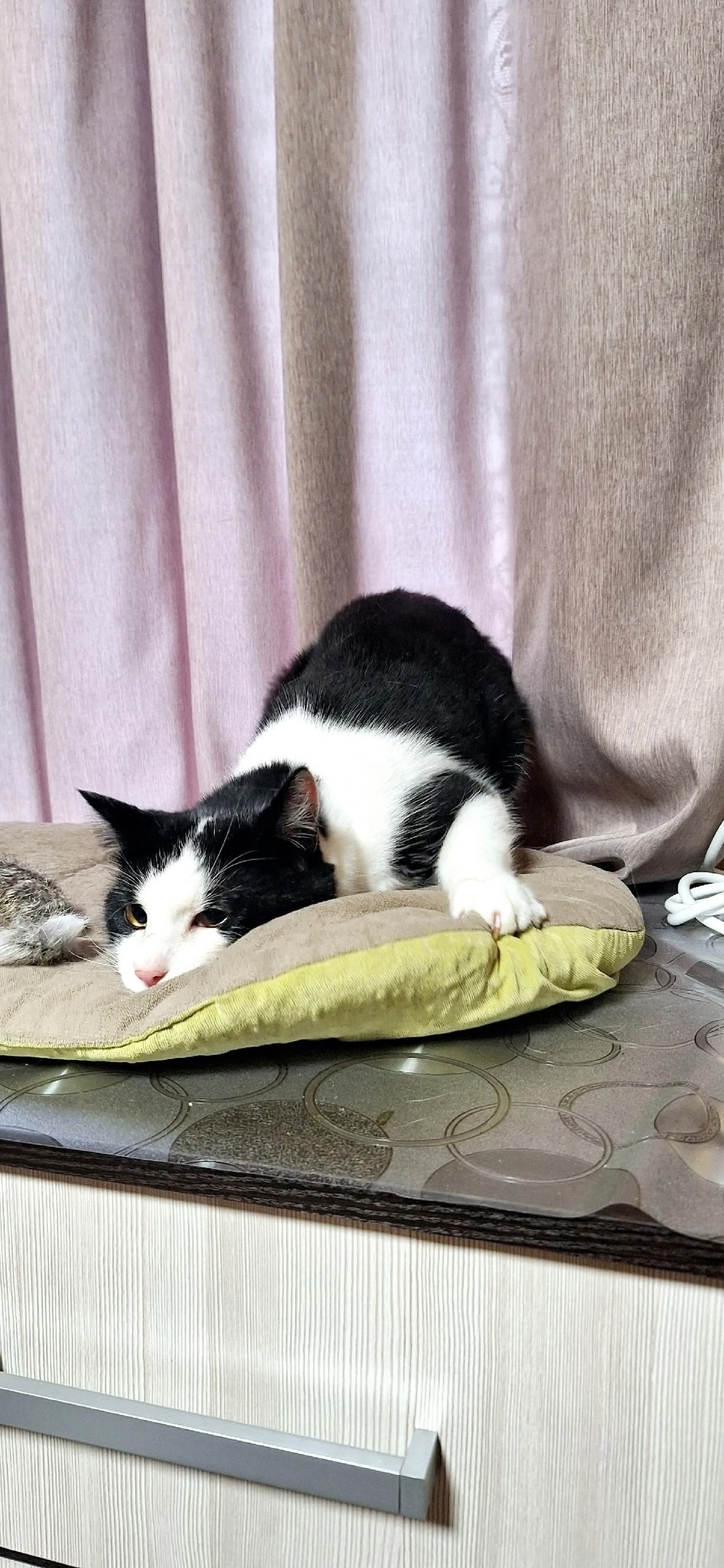 Найдена собака в Архангельске — фото объявления