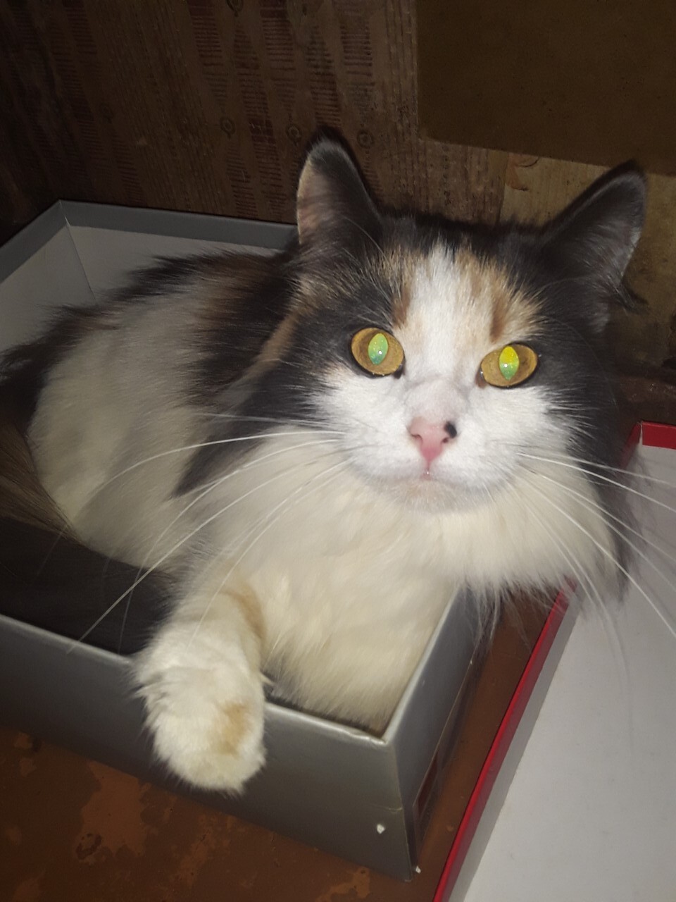 Найдена собака в Архангельске — фото объявления