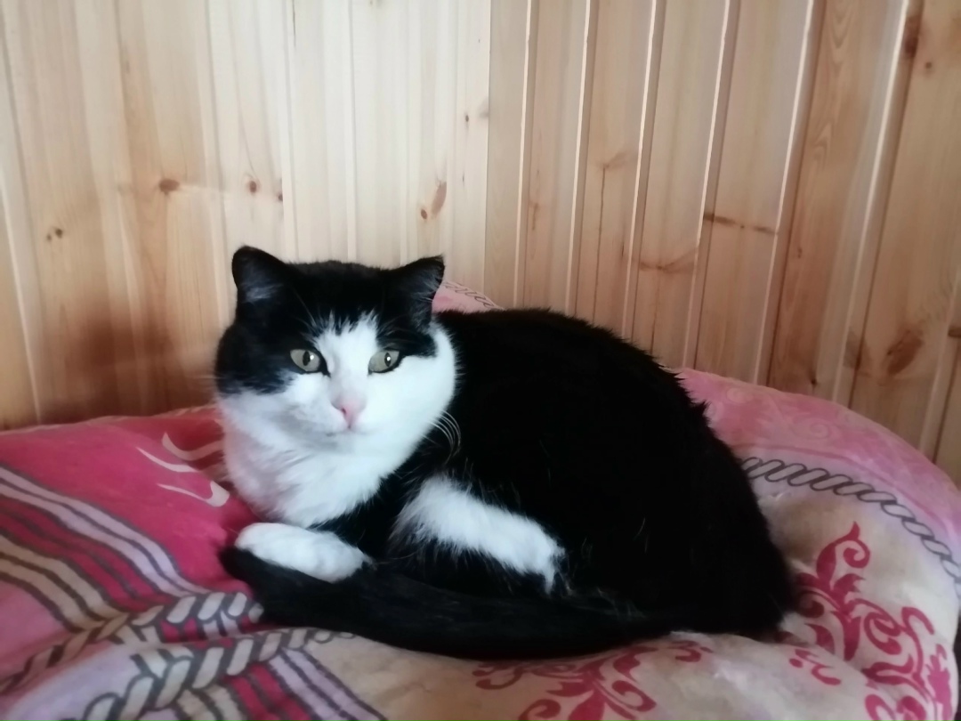 Найдена собака в Архангельске — фото объявления