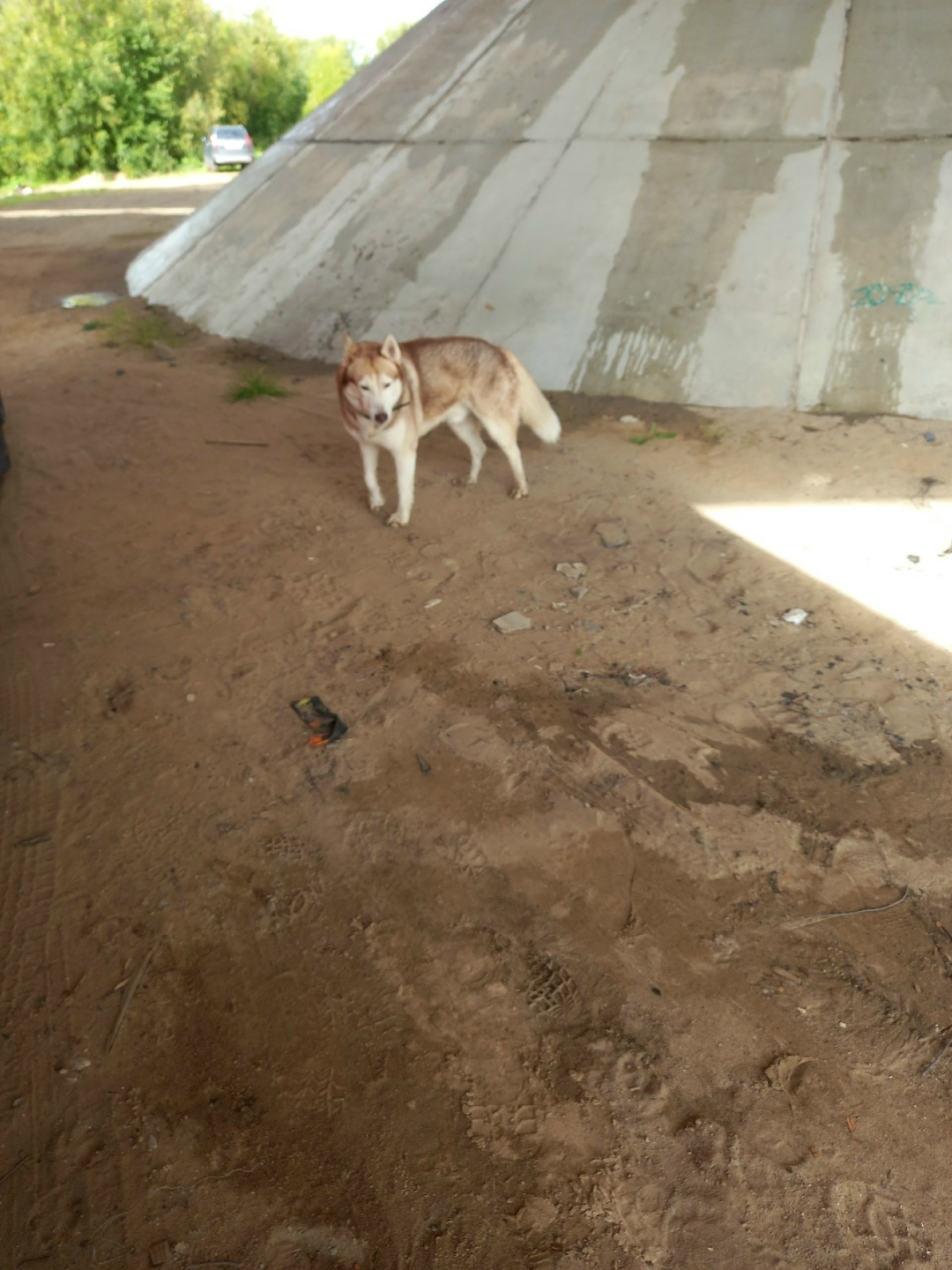 Найдена собака в Архангельске — фото объявления