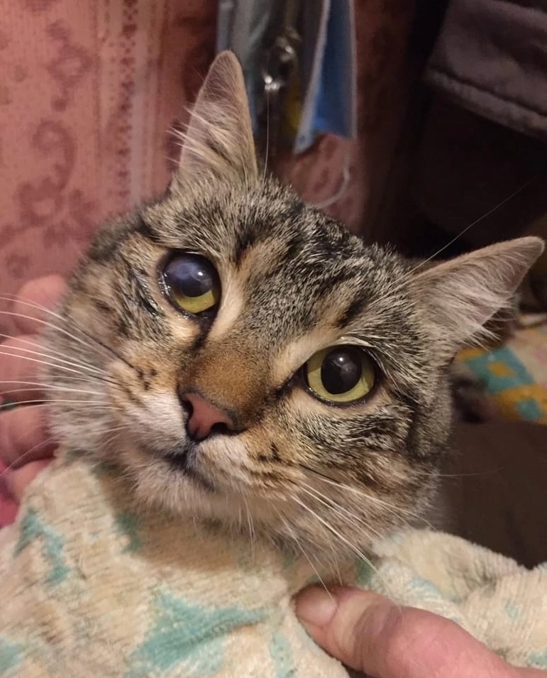 Найдена собака в Архангельске — фото объявления