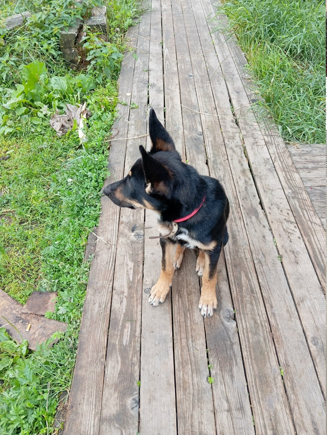 Найдена собака в Архангельске — фото объявления
