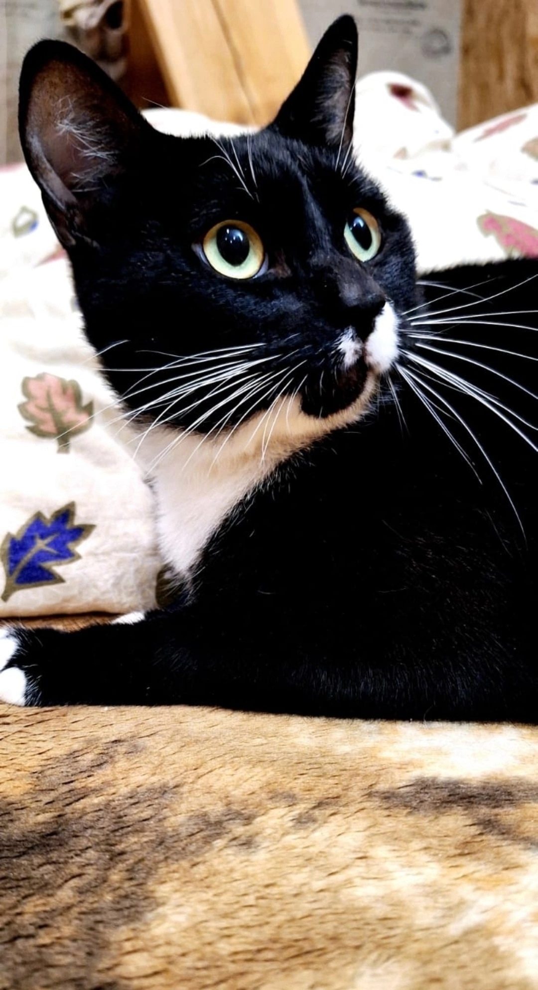 Найдена собака в Архангельске — фото объявления