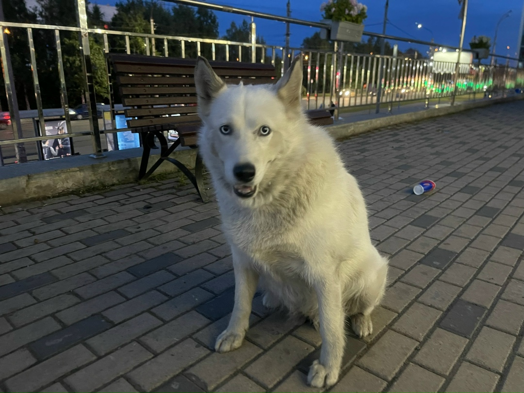 Найдена собака в Архангельске — фото объявления