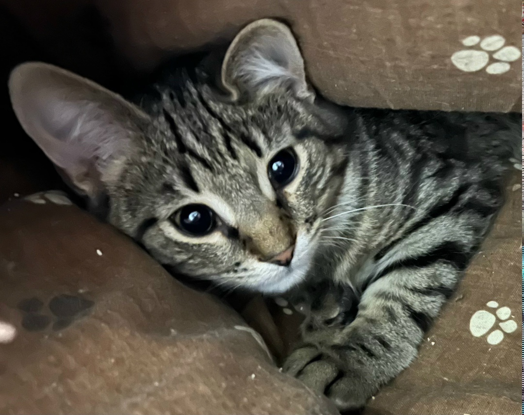 Найдена собака в Архангельске — фото объявления