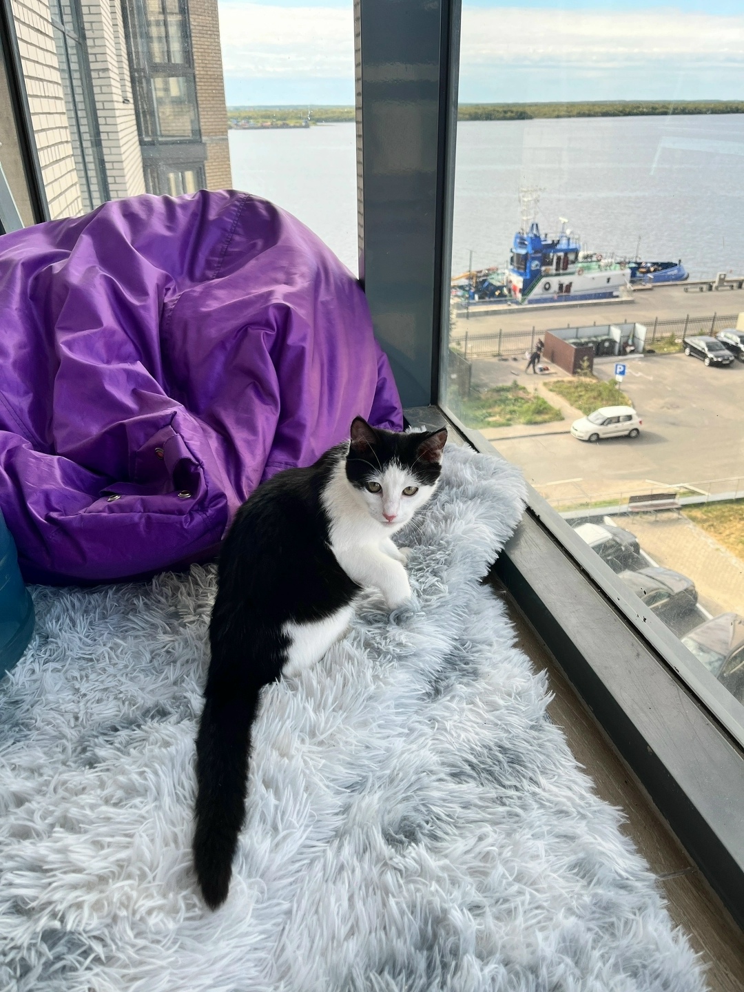 Найдена собака в Архангельске — фото объявления